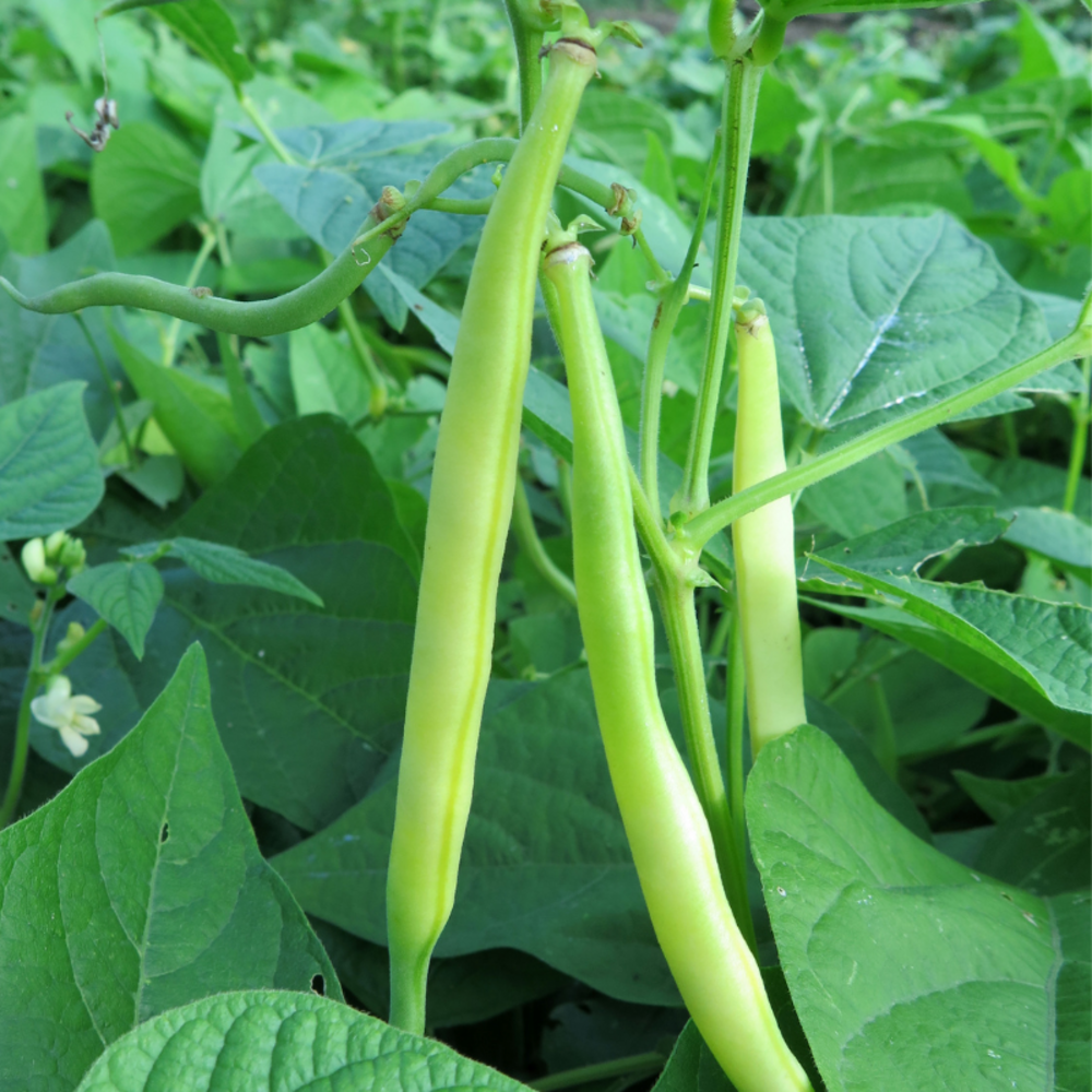 3 plants haricots vert fin crockett motte 7cm