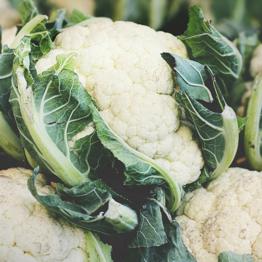 Plants de chou-fleur boris hf1 barquette de 6 mottes