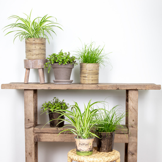 Lot de 6 - plantes d’intérieur sans danger pour les animaux - 20-30 cm de haut - pot 12 cm