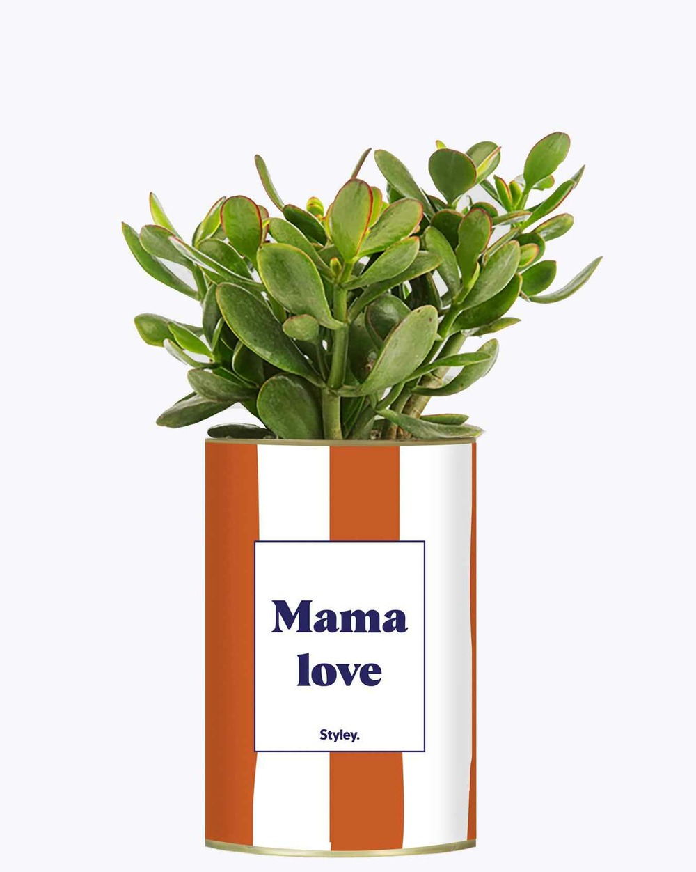Idée cadeau - mama love - cactus