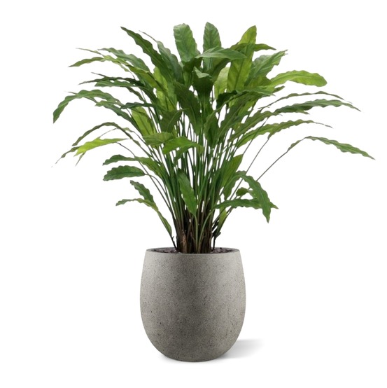 Calathea plante artificielle verte 85 cm