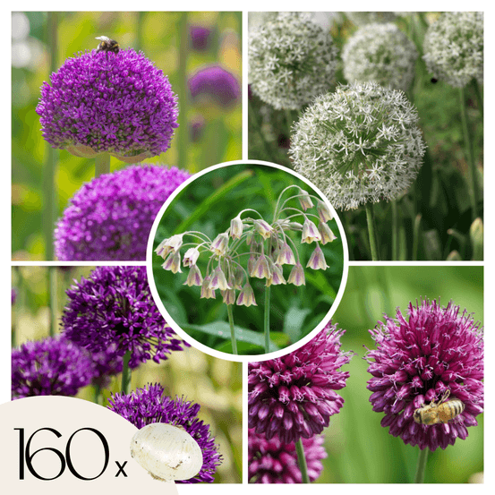 Mélange de bulbes ail - set de 160 - allium - bulbes à fleurs