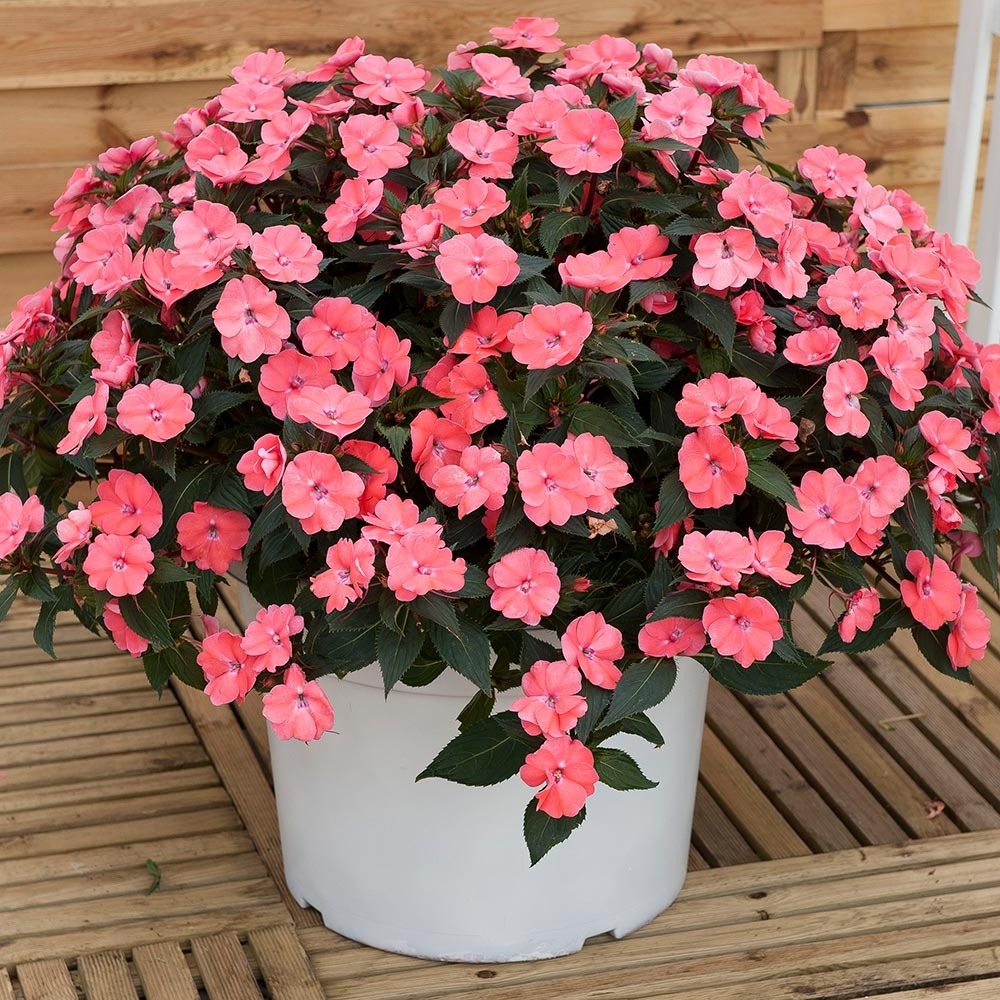 Balsamine, impatience 'sunpatiens vigorous pink pearl ' mini-motte ø 3/4 cm (par 5)