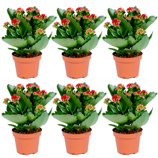 Kalanchoé rouge x6 - int./ext. - pot ⌀12 cm - 25-30 cm