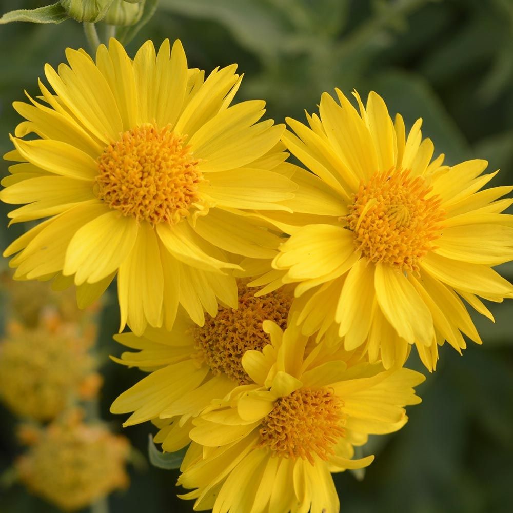 Gaillarde 'mesa yellow™' pot de 2l/3l