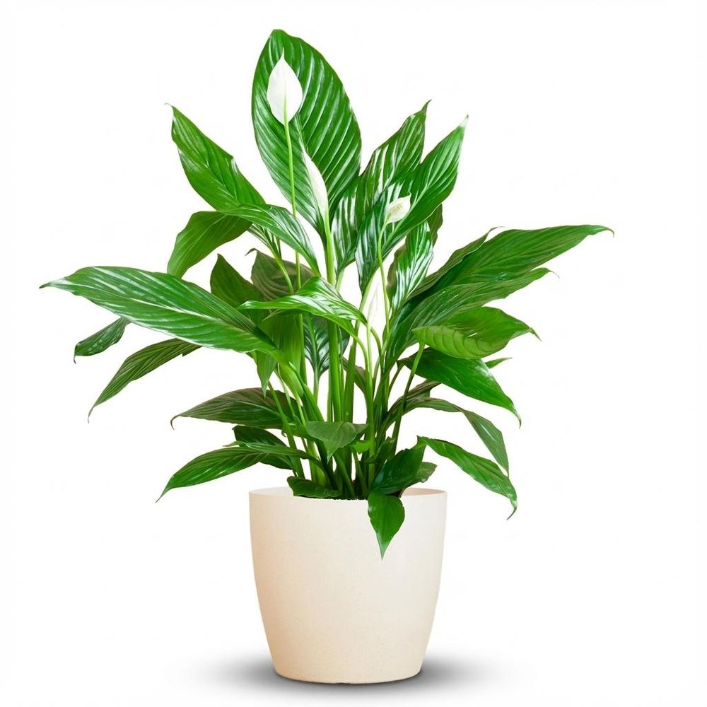 Spathiphyllum - plantes d'intérieur