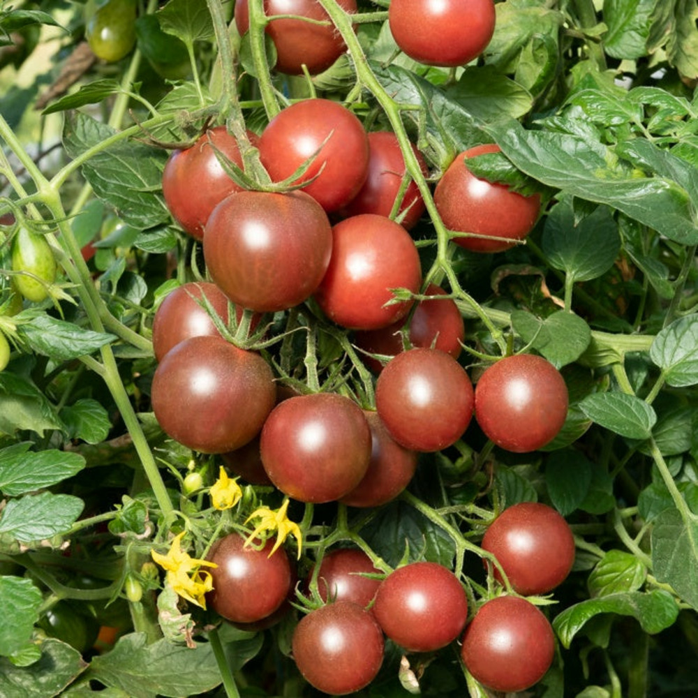 3 plants de tomate cerise black cherry - les 3 plants / ø 10.5cm