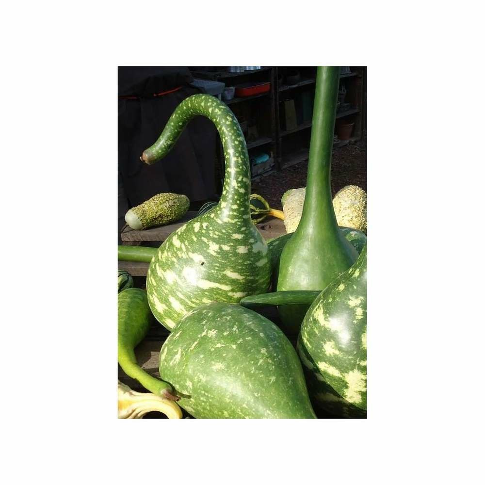 Courge calebasse Col de Cygne