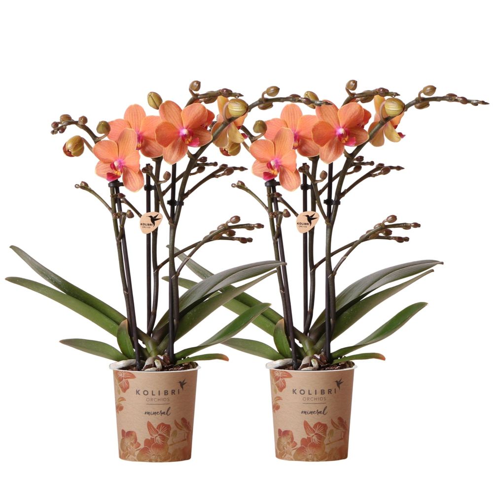 Orchidée phalaenopsis 'bolzano' orange (phalaenopsis) - duo de 2 orchidées - pot de 9cm - plantes d'intérieur
