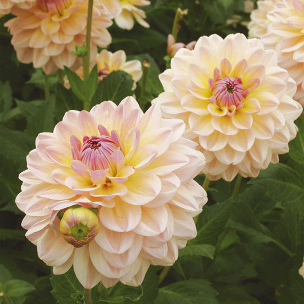 Dahlia décoratif 'maya' bulbe calibre i