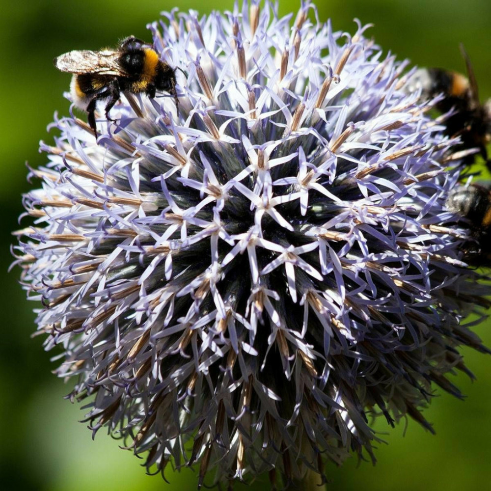 Boule azurée taplow blue, echinops lot de 3 godets