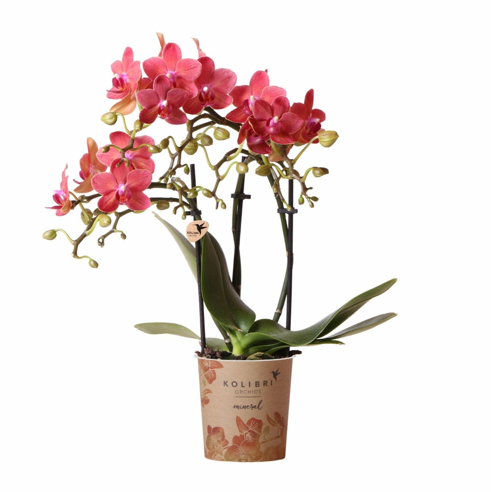 Orchidée phalaenopsis rouge - congo - plante d'intérieur florissante 35cm - plante d'intérieur