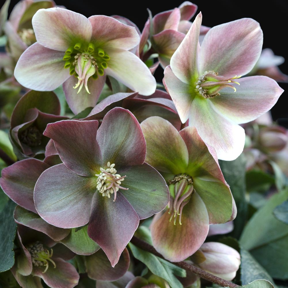 Hellébore 'angel glow' - vivace à floraison hivernale - pot de 19cm - hauteur 50 cm - plante d’extérieur
