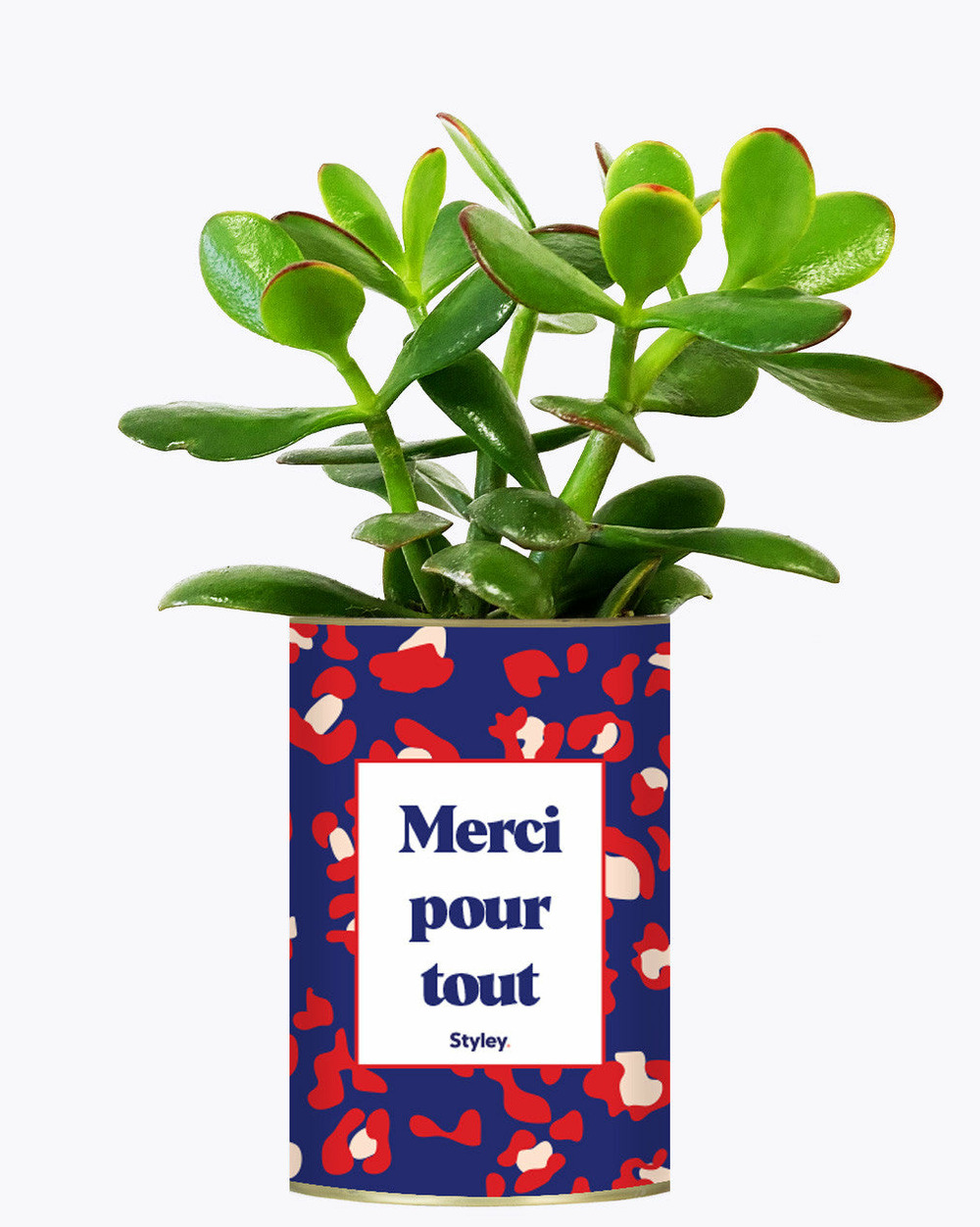 Plante à message - merci pour tout - cactus