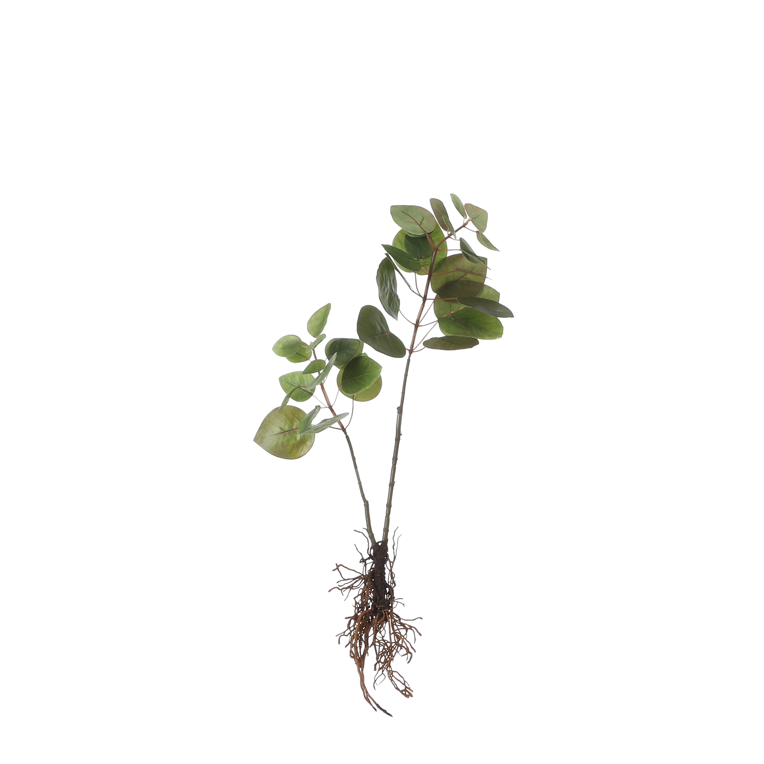 Mica decorations - eucalyptus artificielle et ses racines vert h64