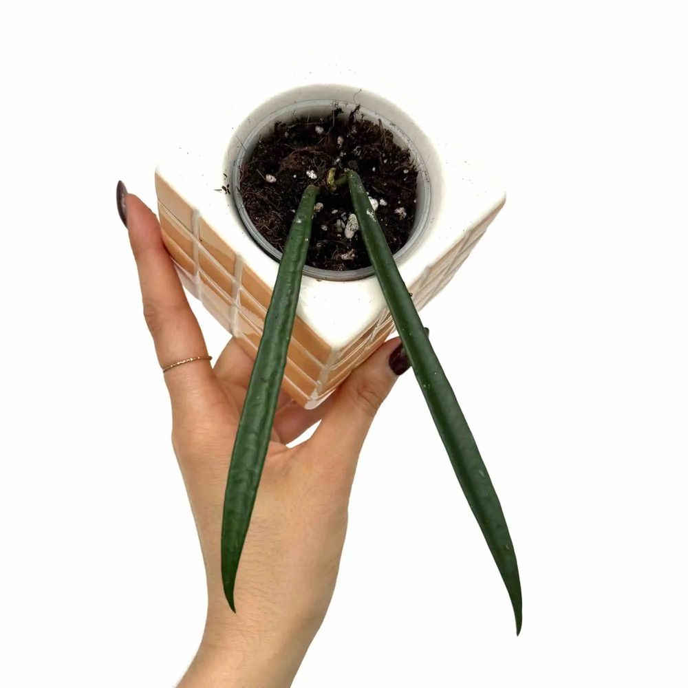 Hoya shepherdii - pot de 6cm - plantes d'intérieur