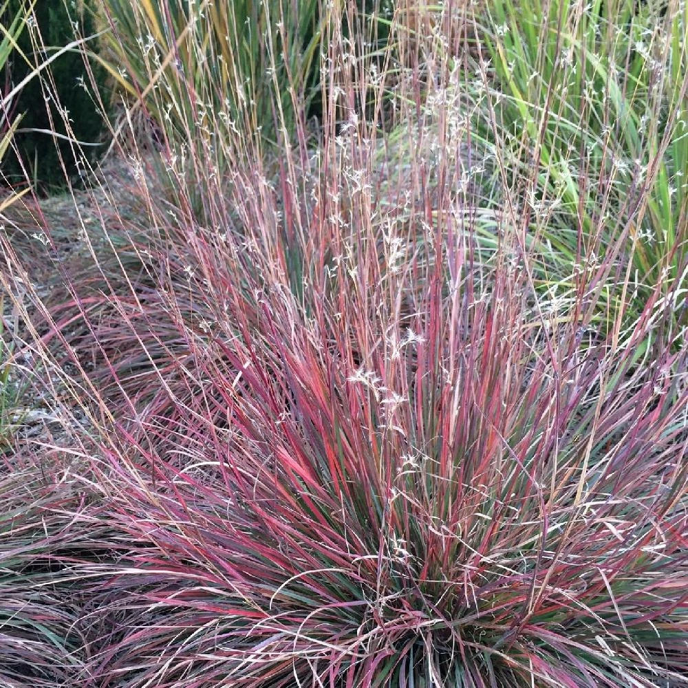 Schizachyrium scoparium godet - 5/20 cm
