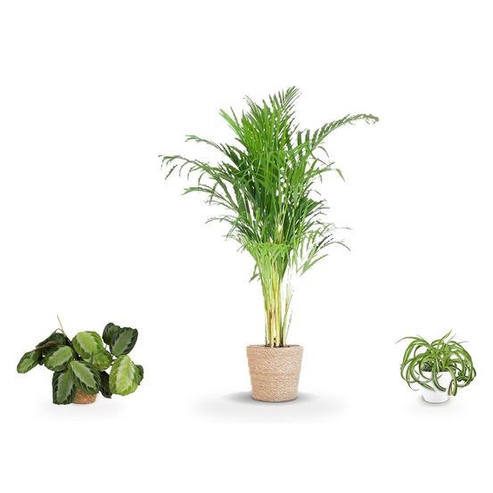 Trio areca — areca palm (dypsis), maranta fascinator silverband & chlorophytum comosum bonnie