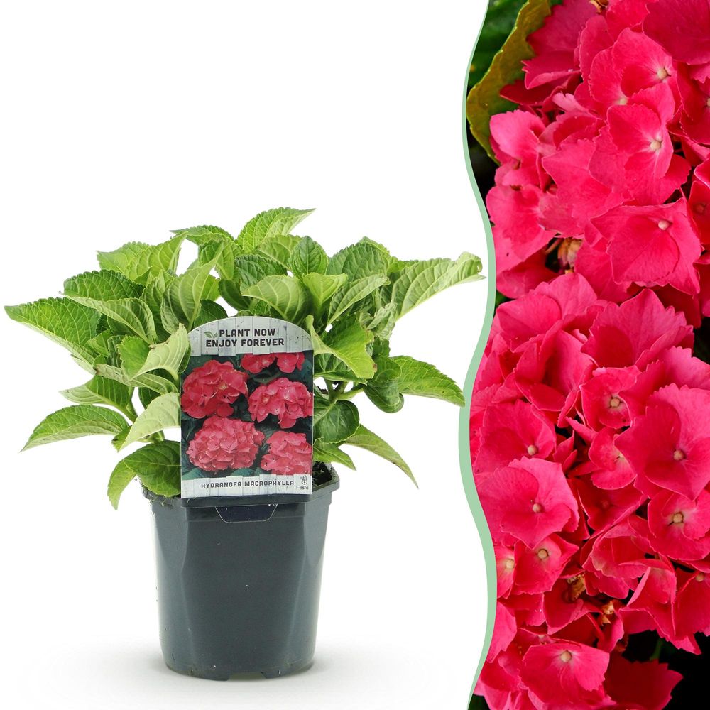 Hortensia de jardin - pot 17 cm - hauteur 30 cm