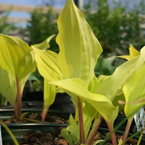 Hosta 'fire island' pot de 2l/3l