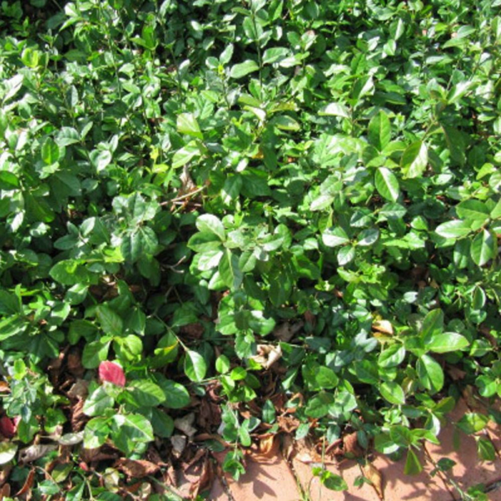 Fusain du japon microphyllus, euonymus pot de 7,5l - 40/60 cm