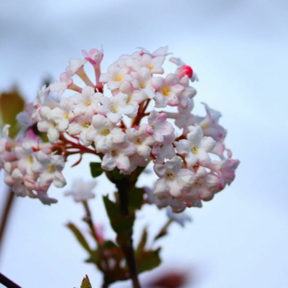 Viorne de corée (viburnum carlesii 'aurora')