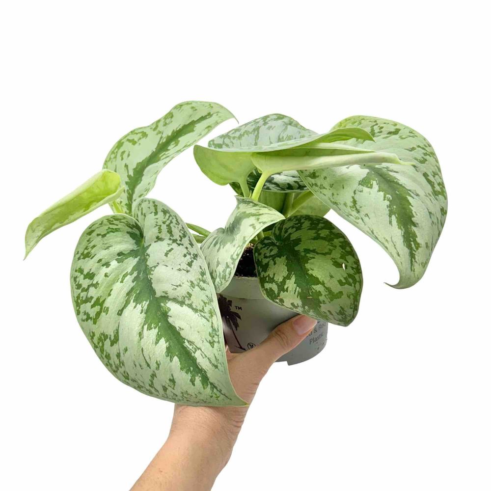 Scindapsus pictus exotica - pot de 9cm - plantes d'intérieur
