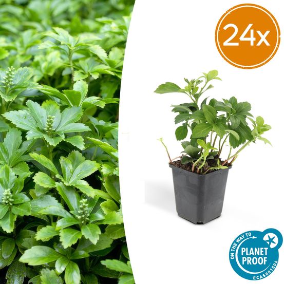 Lot de 24 - pachysandra term. 'vert carpet' - h10-25 cm