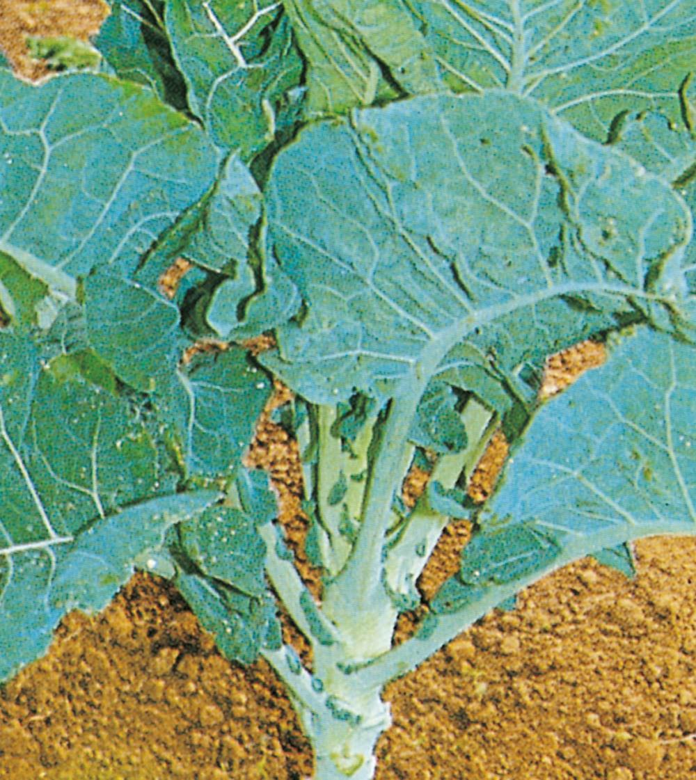 Chou fourrager proteor - 25 g