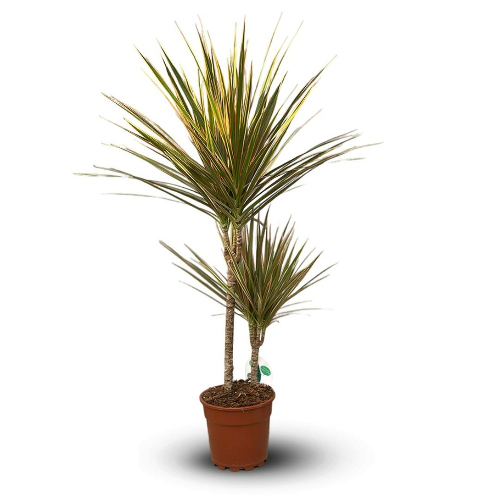 Dracaena marginata bicolor - plante d'intérieur - ↕ 100-110 cm - ⌀ 21 cm - facile d'entretien