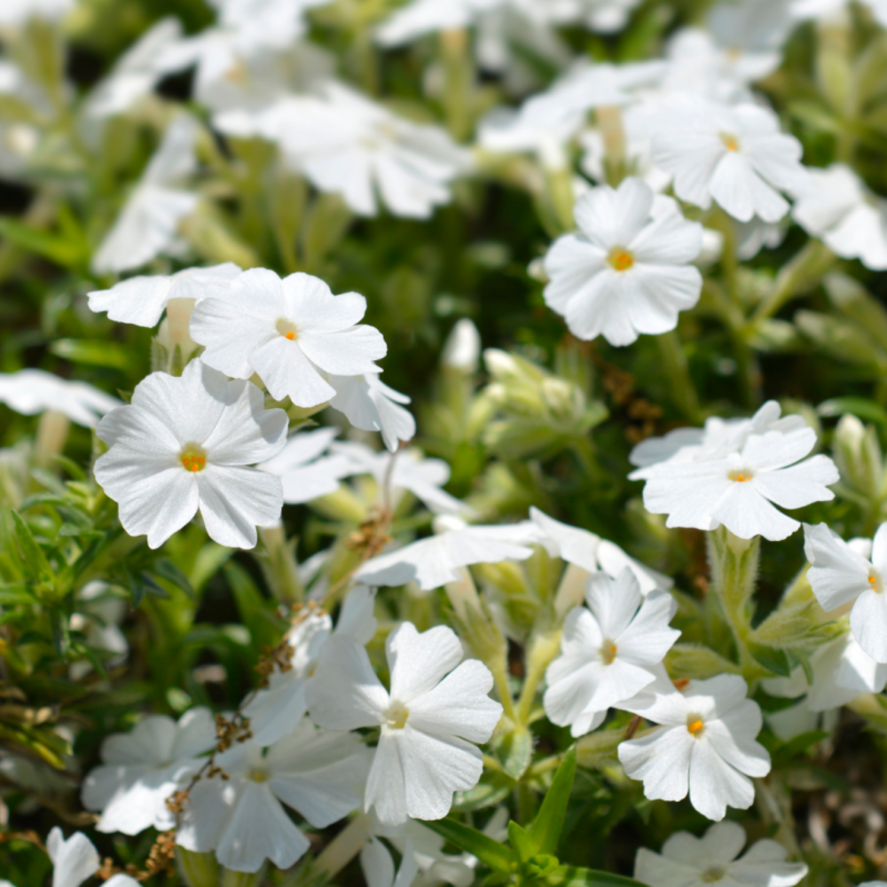 Phlox mousse white delight - 5/10 cm godet de 9 cm - blanc
