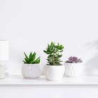 Collection de 3 succulentes - crassula 'minova magic' et 2 gasterias, les 3 pots / ø 12cm
