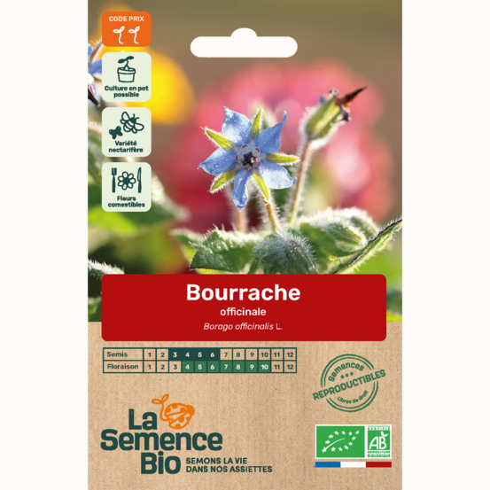 Bourrache officinale - graines bio