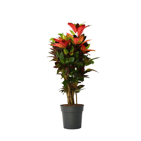 Croton - codiaeum variegatum 'mrs. Iceton' - hauteur 90-100cm - pot 27cm