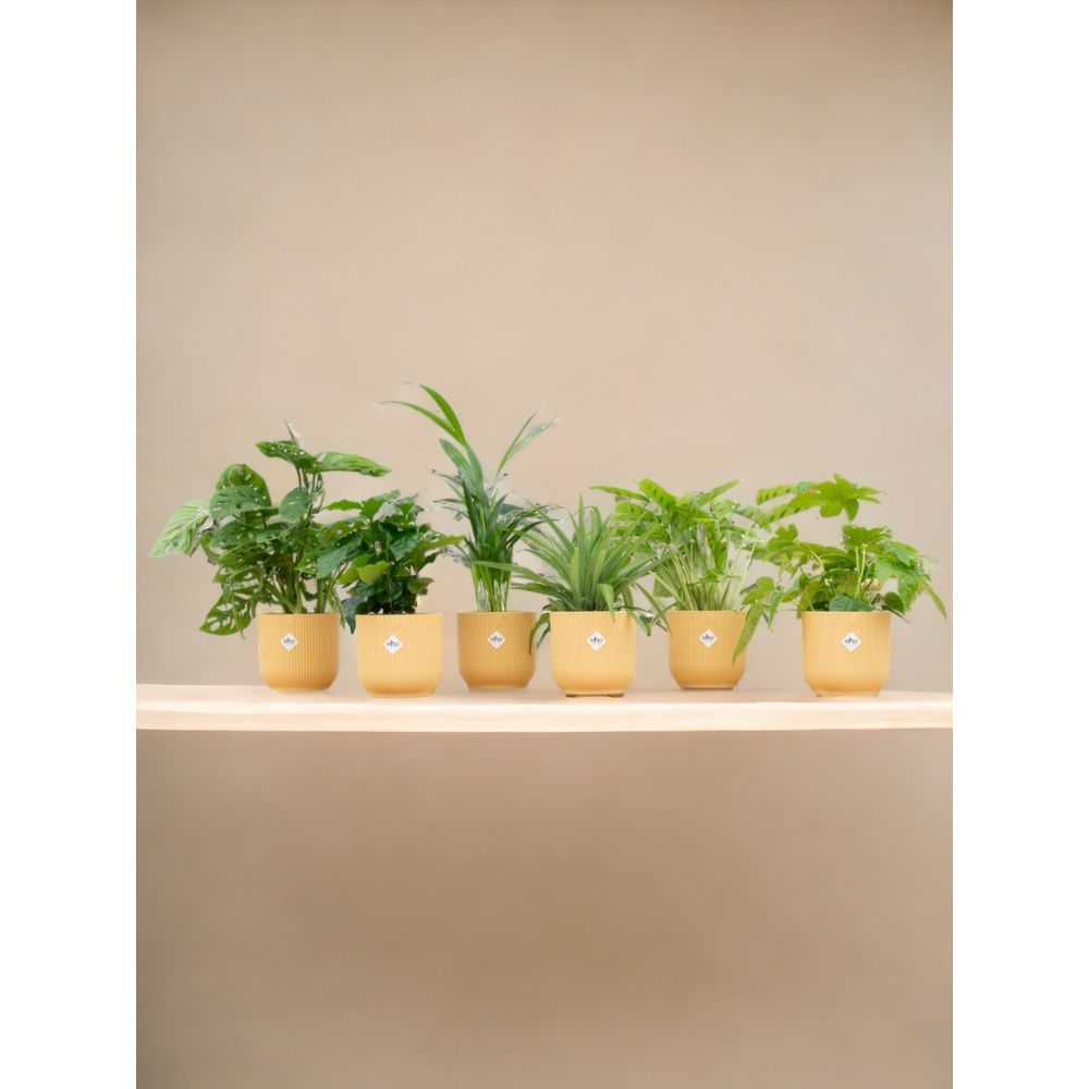 Box surprise 6 plantes+ cache-pot - hauteur 30cm | Truffaut