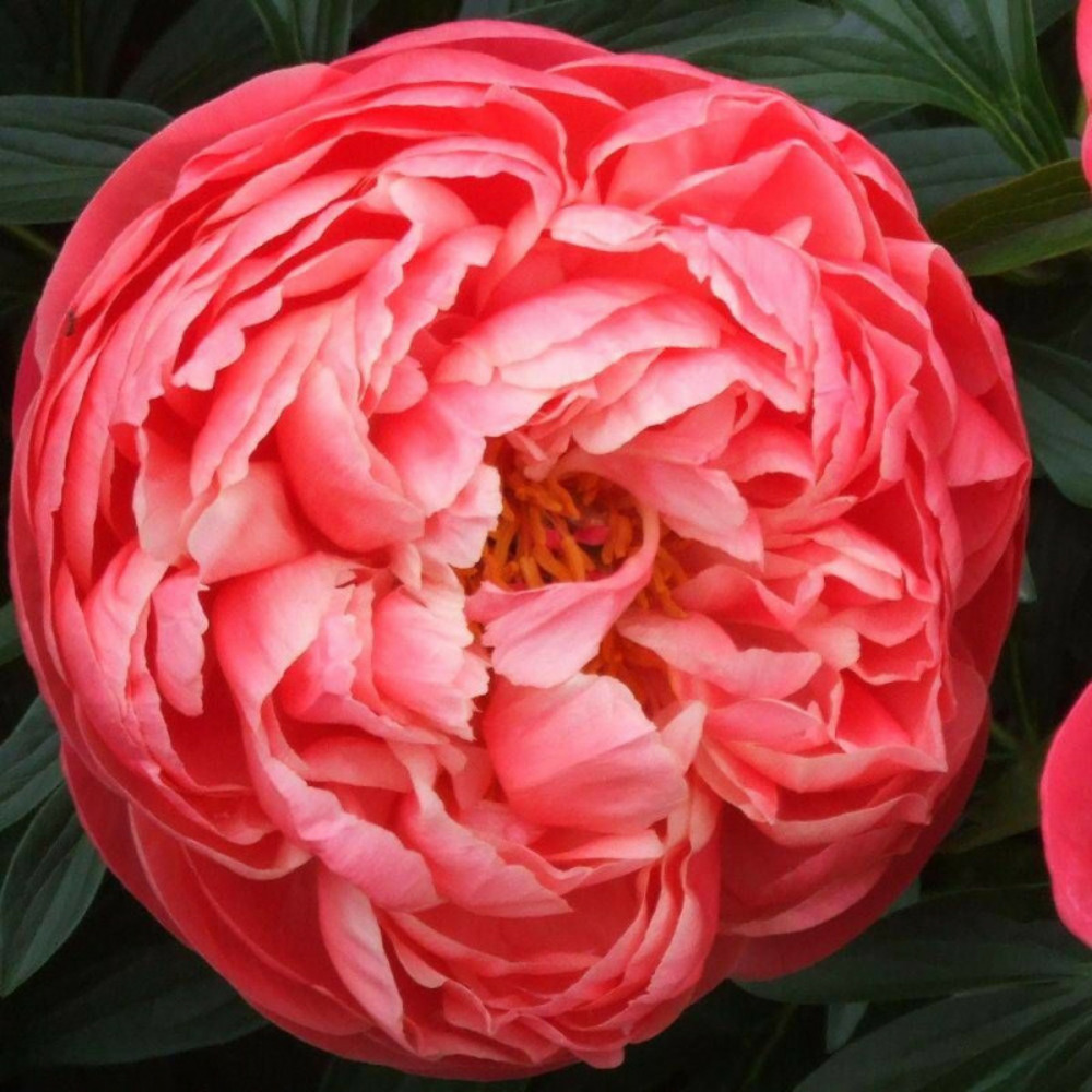 Pivoine herbacée coral charm pot de 2l - 10/20 cm