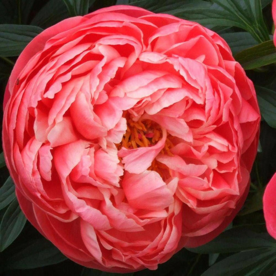 Pivoine herbacée coral charm pot de 2l - 10/20 cm