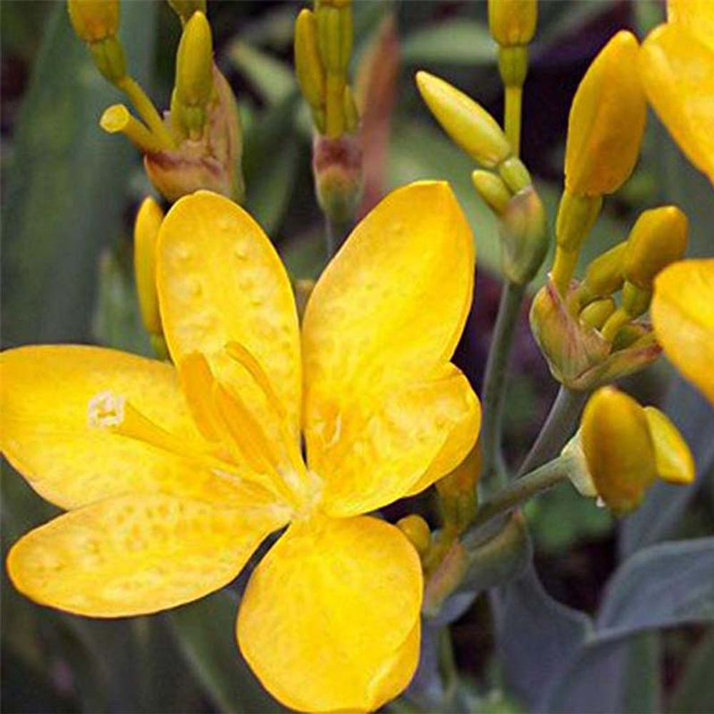 Iris tigré 'hello yellow ' godet de 8/9 cm