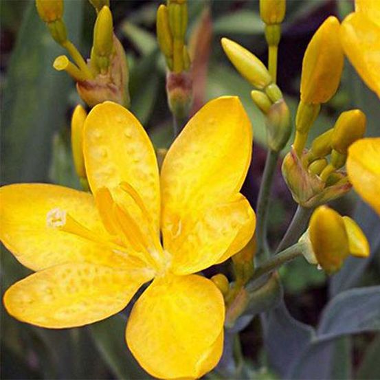 Iris tigré 'hello yellow ' godet de 8/9 cm