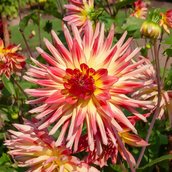 3 dahlias cactus oiseau de feu - le sachet de 3 bulbes / calibre ii, vendu par lot de 4