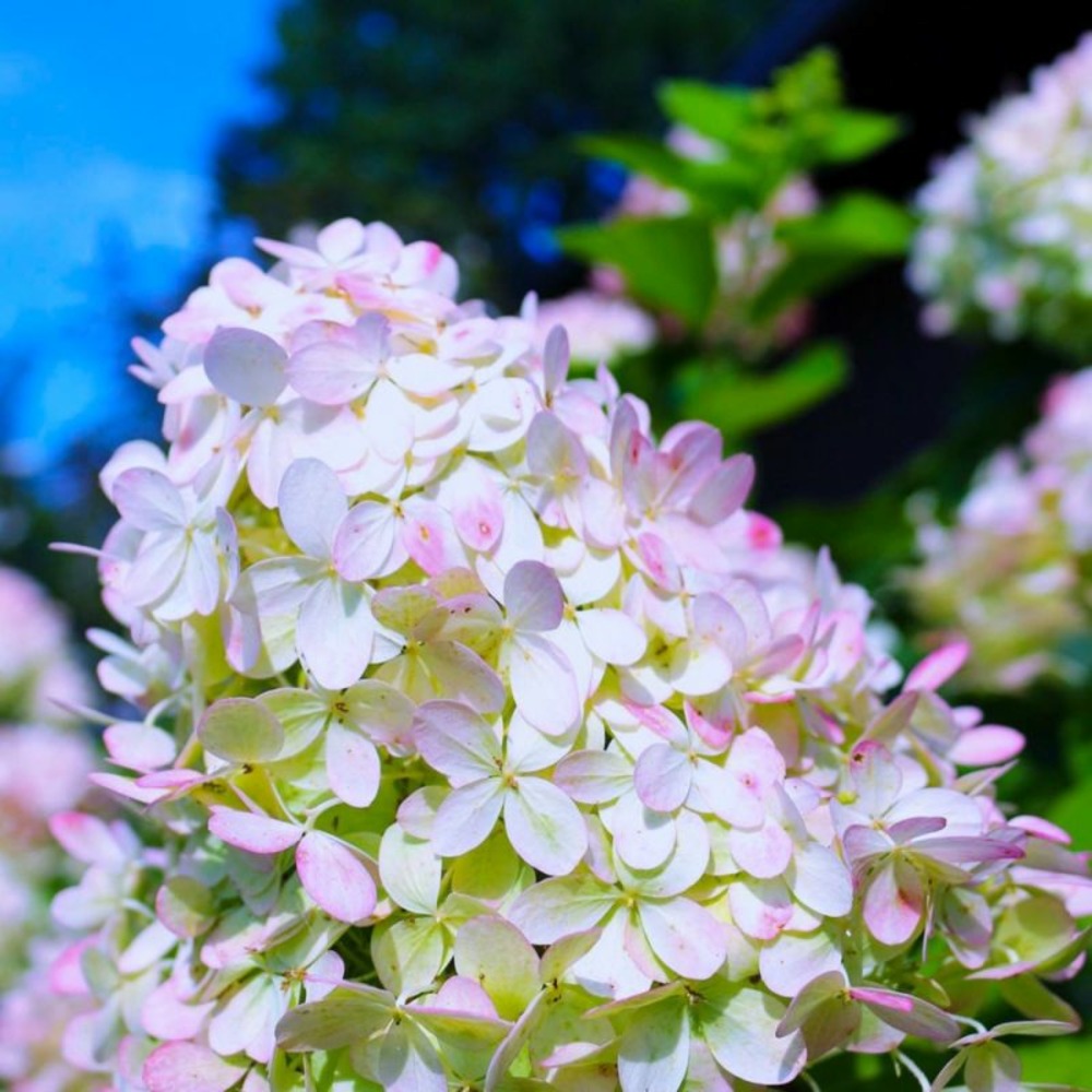 Hortensia paniculé 'grandiflora' (hydrangea paniculata 'grandiflora')