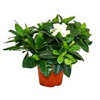 Gardenia - plante à fleurs parfumées avec des fleurs de couleur blanc crème, pot de 12cm