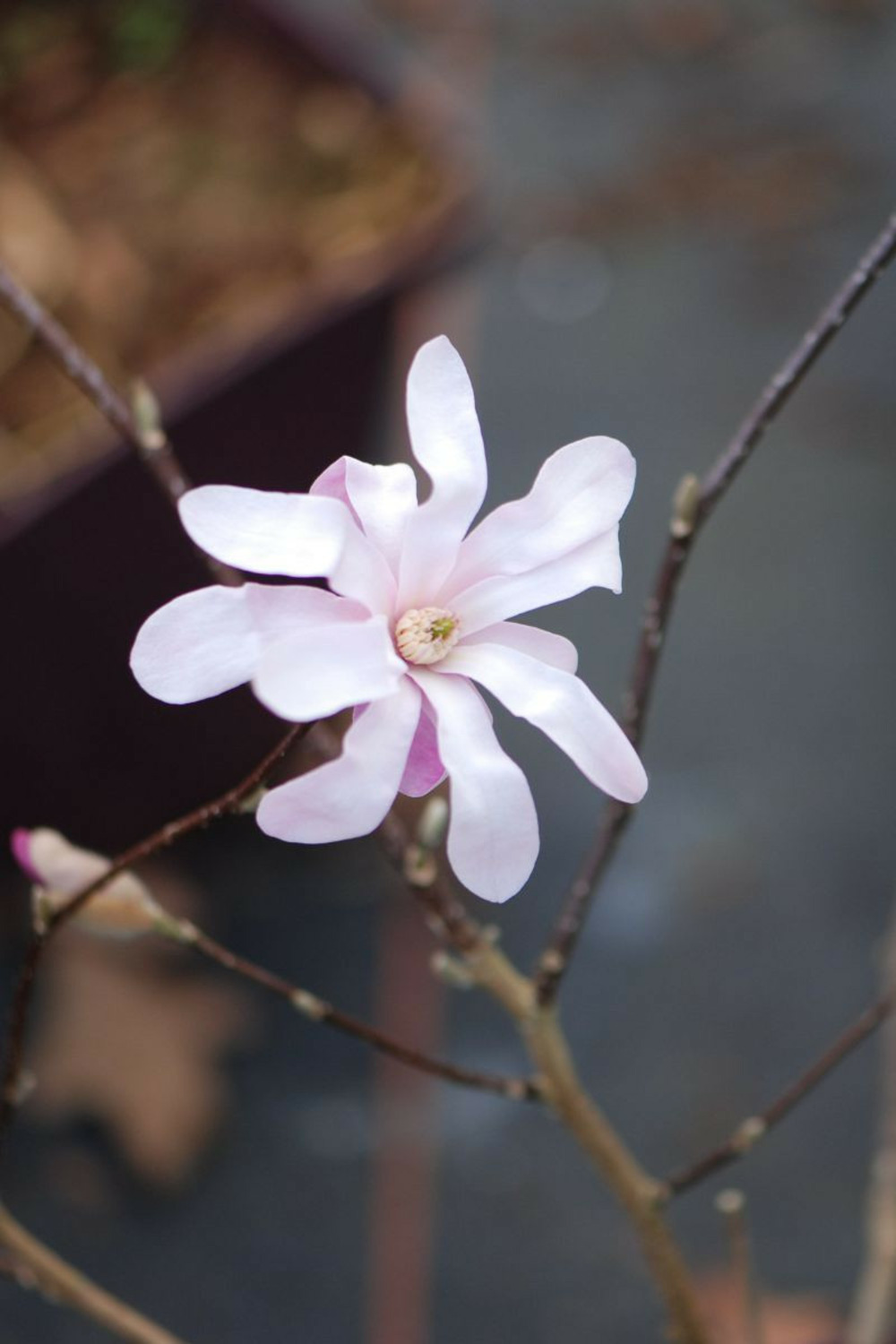 Magnolia 'leonard messel' - en pot de 4 litres