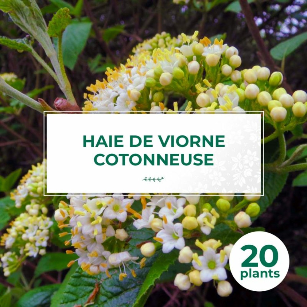 Kit Haie Viorne Flexible - 20P