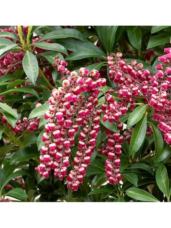 Andromède du japon 'passion' pot de 2l/3l