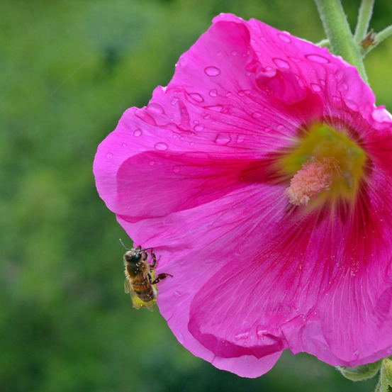 Graines de rose trémière double variée - vilmorin sachet