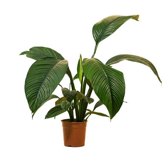 Spathiphyllum ‘sensation’ - lis de la paix - xxl - 110-130 cm - pot 24 cm