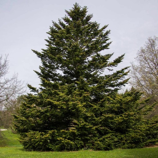 Sapin de nordmann, abies nordmanniana pot de 20l - 100/125