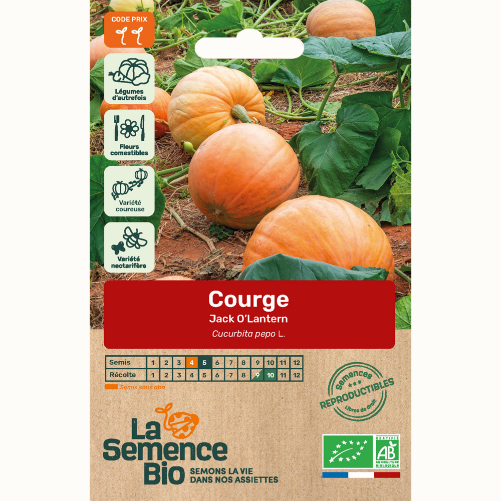 Courge jack o'lantern - graines bio
