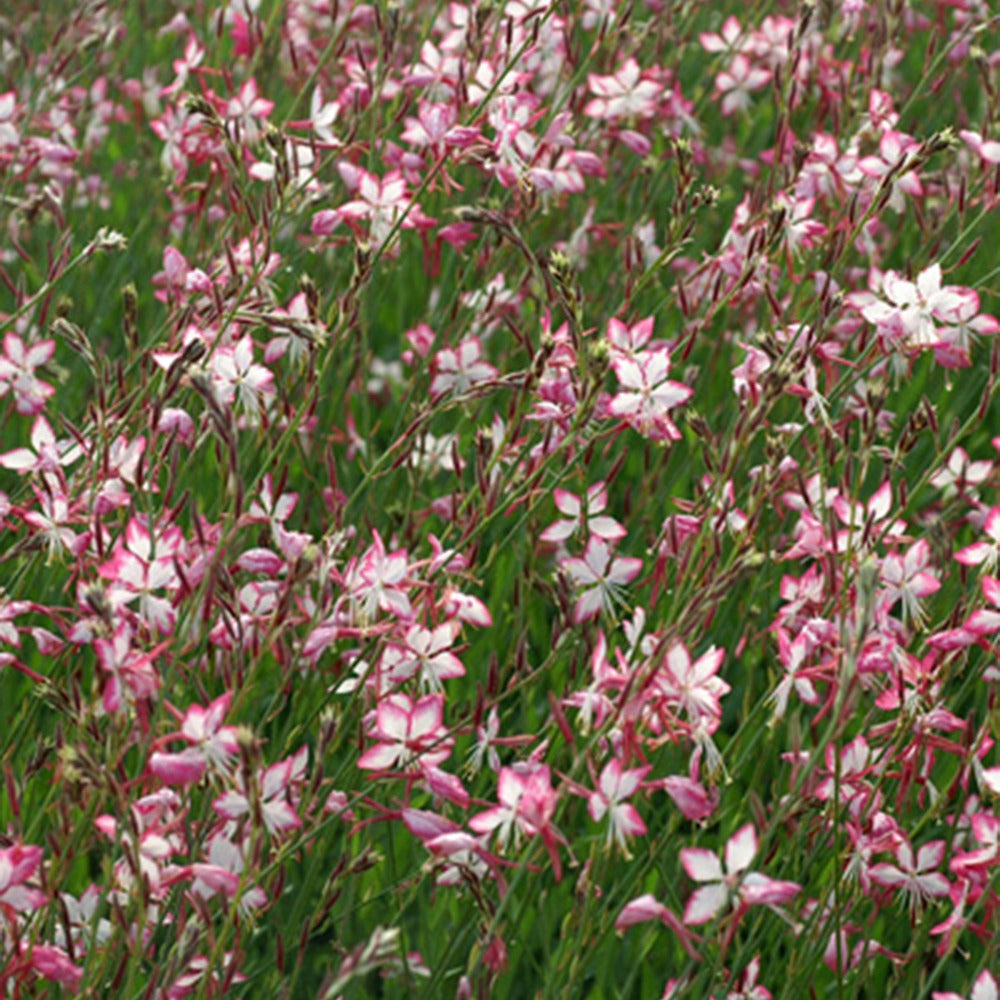 Gaura rosyjane - le pot / 8cm